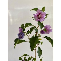 Favori Ürün Pembe Renk Hatmi Çiçeği Ağacı 1 Adet Sakıslı/tüplü 40-70cm Dış Mekan Bahçe