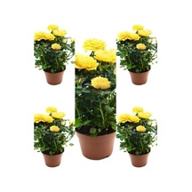 Yediveren Kokulu Sarı Gül Fidanı 5 Adet Saksılı/tüplü 30-65 Cm Yellow Rose