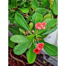 Pembe Çiçekli Milli Dikenler Tacı Mini 1 Adet Saksıda 5-10 Cm Salon Bitkisi Euphorbia