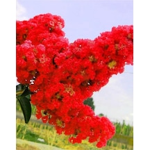 Kırmızı Oya Çiçeği Fidanı 40-60 Cm