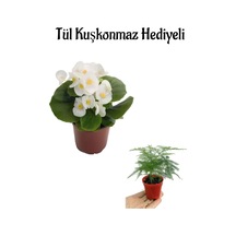 Hediyelik Beyaz Şeker Begonya Çiçeği Öğretmenler Gününe Özel Tül Kuşkonmaz Hediyeli