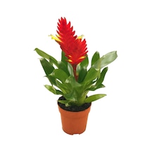 Vriesea Intenso 'Red' (Alev Kılıcı Çiçeği) Ø12 CM Y30-35 CM