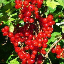 Red Lake Frenk Üzümü Fidanı 10-20 Cm