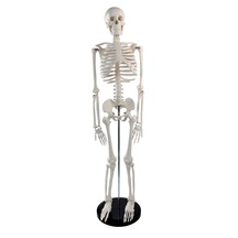 İnsan İskeleti Maketi 85 Cm - İskelet Modeli 01
