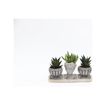 Trio Helen Gri Sukulent Seti - Haworthia Limifolia. Huernia
