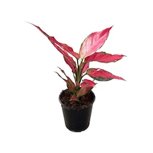 Aglaonema 'Cherry Baby' (Çin Herdemyeşili) Ø12 CM Y25-30 CM