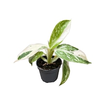 Philodendron 'jose Buono'