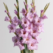 4 Adet Lila Glayör Swan Gladiolus Çiçeği Soğanı