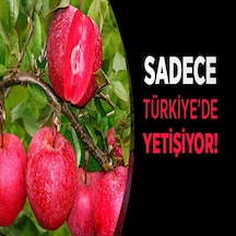 Tüplü Yarı Bodur Nadir Bulunan Içi Dışı Kırmızı Elma Fidanı