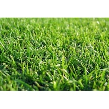 Çim Tohumu 500 Gr 4 Karışım Çim Tohum Basmaya Dayanıklı Çim Tohumu Susuzluğa Dayanıklı Bahçe Çi 0.15 KG