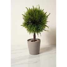 Modern Top Formlu Yapay Çam Bonsai, Taş Dolgulu Gri Saksıda Mini Ağaç, Çalışma Masası Ve Raf Dekorasyonu 50 x 22