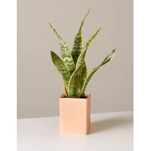 Sansevieria Laurentii Superba Bodur Paşa Kılıcı Kılıç Çiçeği