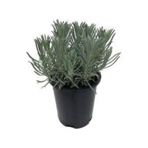 Lavanta Fidanı Angustifolia 10 Luk Saksıda 10-20 Cm