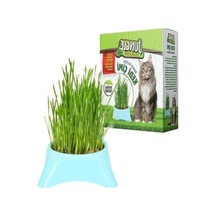 Fileli Kedi Çimi - Doğal Beslenme Alanı