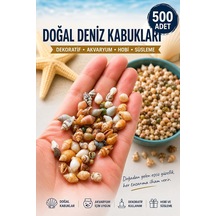 Flea Market 500 Adet Natural Minik Akvaryum Deniz Kabuğu Nassa Shell Karışık Minyatür Deniz Kab