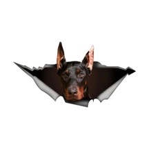 Doberman Araba Sticker Yapıştırması 20 Cm