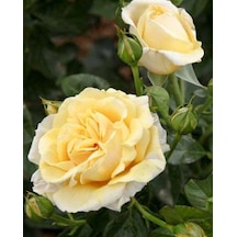 Tüplü Aşılı Salvador Dali Sarı Yediveren Kokulu Gül Fidanı