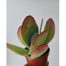 Kalanchoe Thyrsiflora Red Lips Sukulent 1 Adet