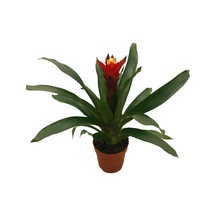 Guzmania Lingulata 'Happyness' (Guzmanya) Ø12 CM Y35-40 CM