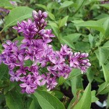 2 Yaş Leylak Fidanı Syringa  Chinensis