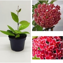 Mum Çiçeği Fidesi Hoya Carnosa Mis Kokulu Kırmızı 9cm Saksıda Mum Hoya Çiçeği