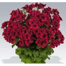 Parlak Kırmızı Canan Sardunya Fidesi Pelargonium Aristo 10-20 Cm