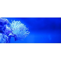 Kanki Pet Akvaryum Arka Fon Yapıştırma 155x65 Cm Kp1556526