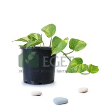 Altın Patos Çiçeği Epipremnum Aureum