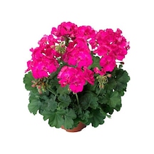 Sardunya Fidanı Mahidevran ''pembesi'' 10-20 Cm