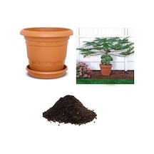 Ithal Bodur Saksılık Papaya Ağacı Tohumu Ekim Seti