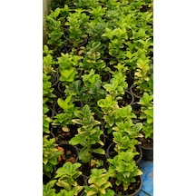 Taflan Fidanı - Canlı Bahçe Bitkisi 30-50cm 5 Adet
