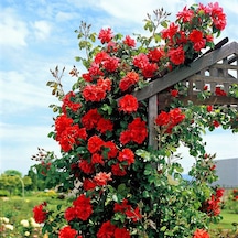 Serada Decor Plant Kırmızı Sarmaşık Gül Fidanı Kokulu Tüplü 1. Kalite 90-140 Cm