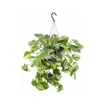 Pothos Sarmaşığı Fidanı Fidesi 10-20 Cm