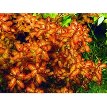 Senegalensis Guinea Saksı Canlı Bitki Çok Renkli