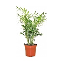 Chamaedorea Elegans Dağ Palmiyesi 30 Cm