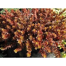 Sedum Vodoo 90 Adet - Kırmızı Yer Örtücü Sukulent Teraryum Bitki
