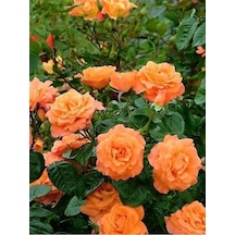 Yediveren Sarmaşık Gül Fidanı 15-25 Cm Somon Kayısı