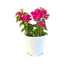 Bodur Begonvil 4 Litrelik Saksıda 20-30cm Bougainvillea