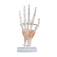 El Eklemi Modeli. Ligamentli