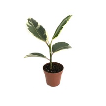 Ficus Elastica 'Tineke' Kauçuk Çiçeği Ø12 Cm 30-35 Cm