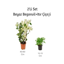 Beya Begonvil+ Itır Çiçeği 2' Li Set Gül Damlası Dış Mekan Bitkisi