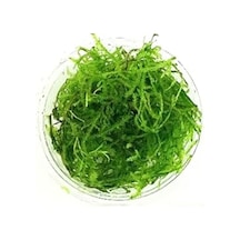 Vesicularia Dubyana Java Moss Cup Canlı Bitki 57150343