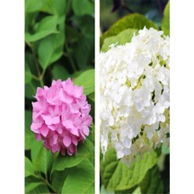 2 Adet Pembe/beyaz Çiçekli Ortanca Fidanı 30-55 Cm Tüplü Çiçekli Bodur Pink/white Hydrangea