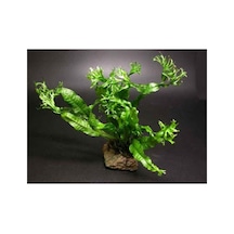 Windelov Java Fern Saksı Canlı Bitki