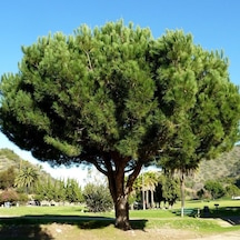 Tüplü Fıstık Çamı pinus Pinea Fidanı