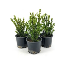 Şimşir 25-30 Cm-3 Adet