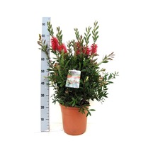Fidanistanbul Fırça Çalısı. 40-60 CM. Sakıda