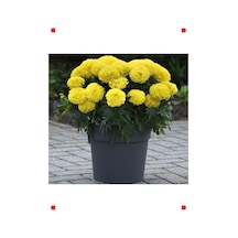 Sarı İri Kadife Çiçeği Marigold - 10 Tohum