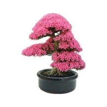 35 Adet Tohum Bodur Bonsai Pembe Erguvan Ağacı Bonzai Tohumu Organik Bahçe Saksı Toprak Hediyemizdir..