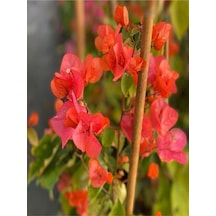 Sarmaşık Begonvil Çiçeği Mercan Rengi 40 50 Cm 1 Adet Saksılı Çiçekli Bitki Bougainvillea